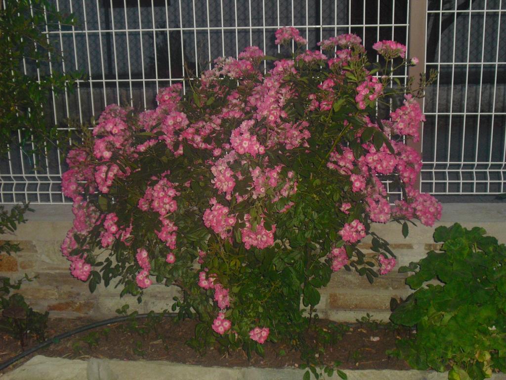 Guesthouse Irene Afissos Exterior photo